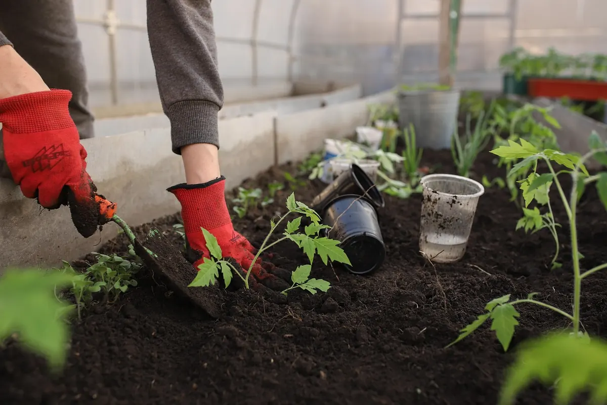 Beginner's Guide to Growing Tomatoes in an Unheated UK Greenhouse