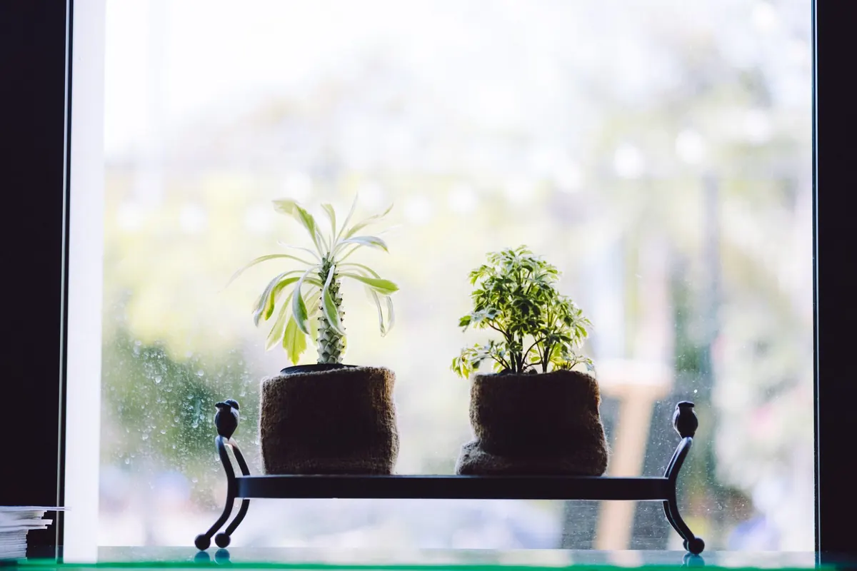 Beginner's Guide to Keeping Houseplants Alive Through a British Winter