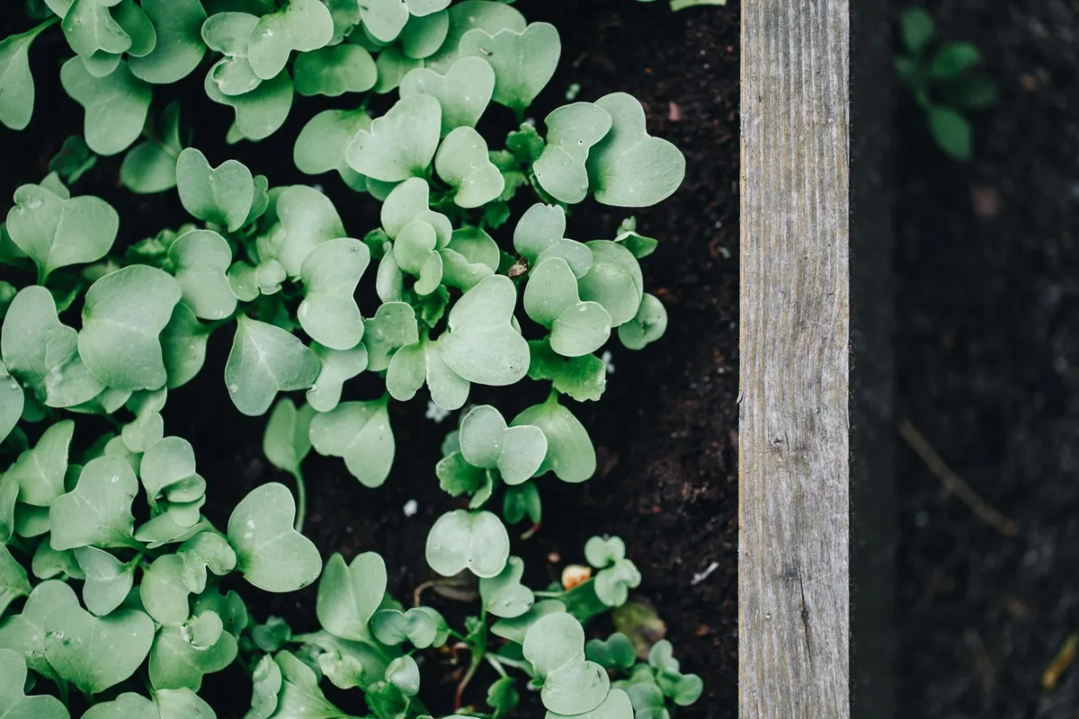 How to Build a Raised Bed from Scaffold Boards in a Weekend